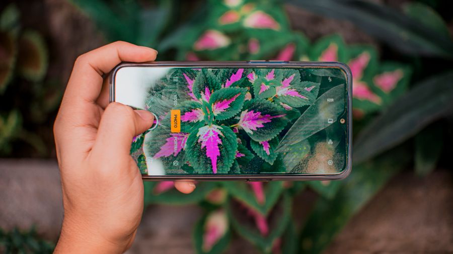 person taking photo of exotic plants with smartphone