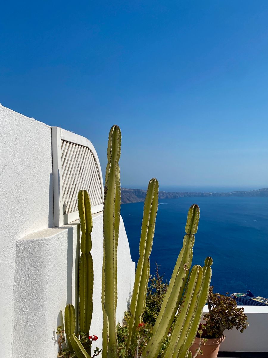 green cactus plant near white concrete wall — Developers · Barbados: The welcome home: eSIM deleted in one tap, no contract to cancel.